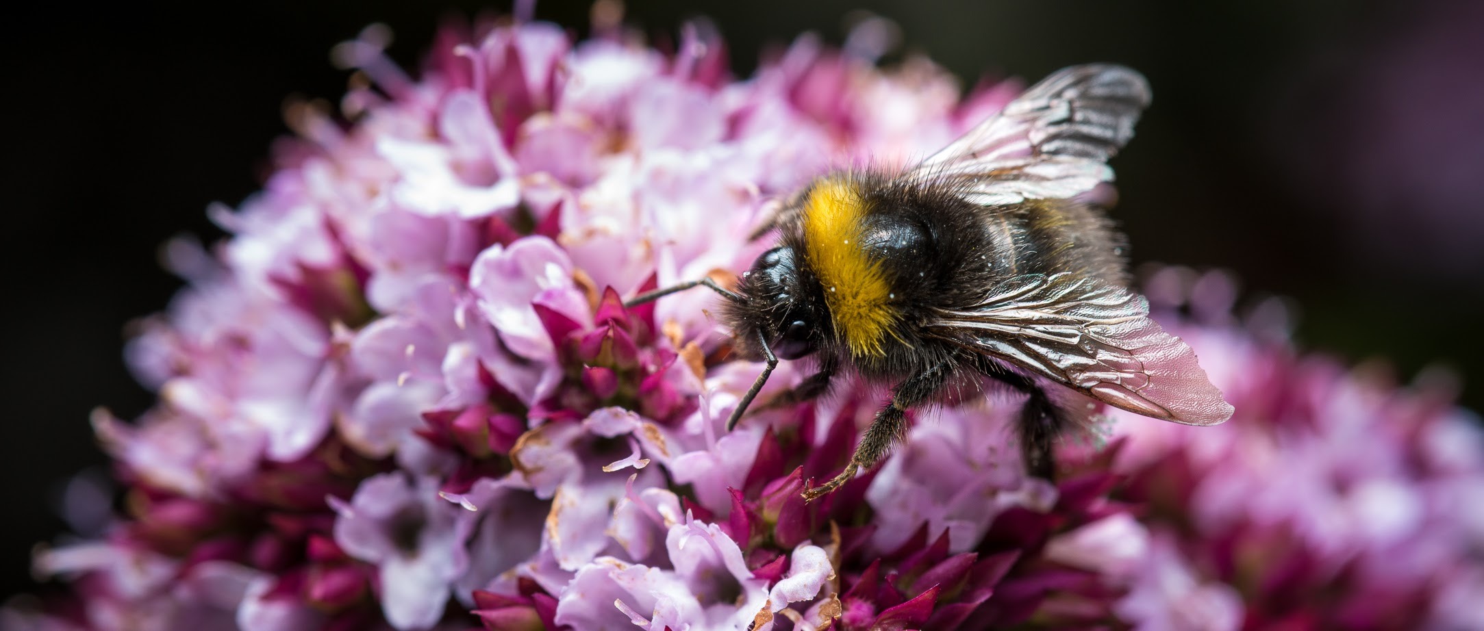 A bee standing on a pink flower with multiple florets, against a black background